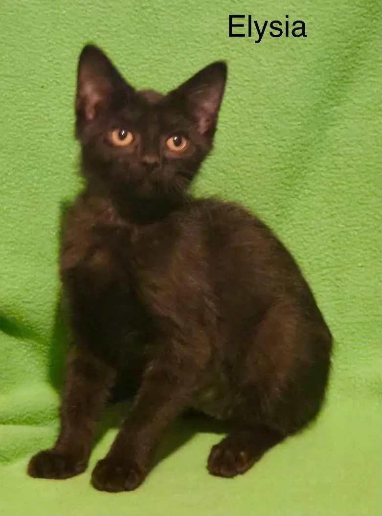 A baby medium-sized female Black Bombay cat named Elysia for adoption in Wyandotte, MI