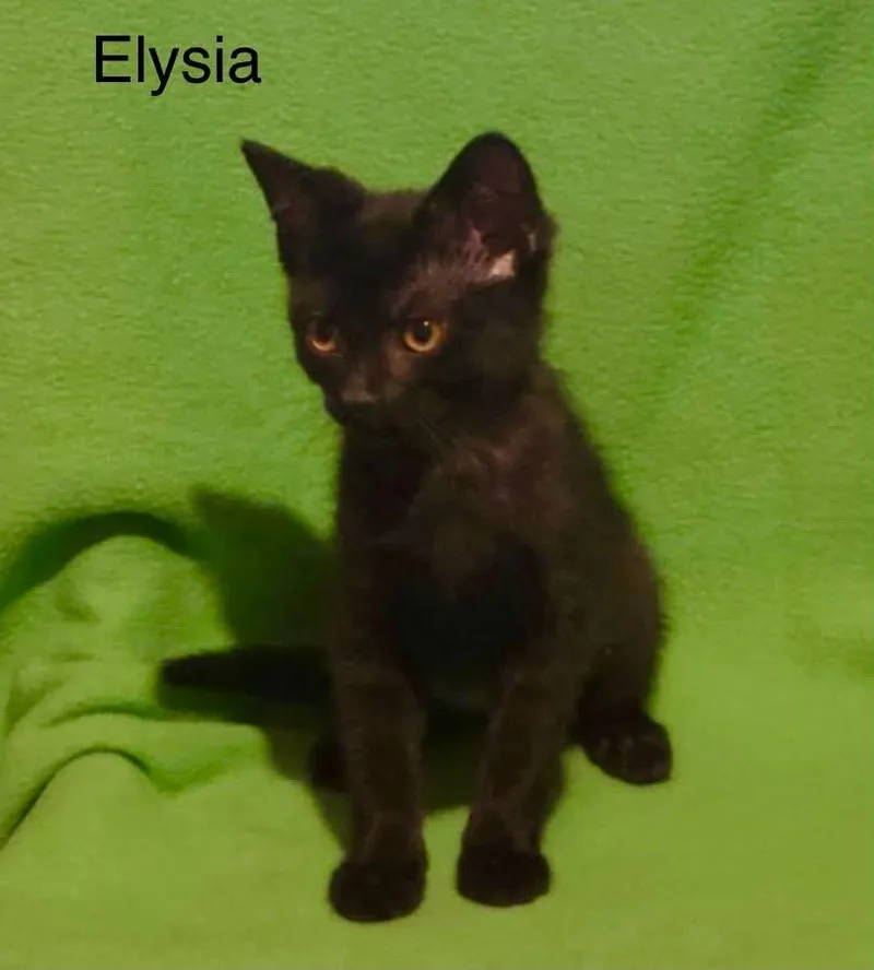 Elysia thumbnail 3