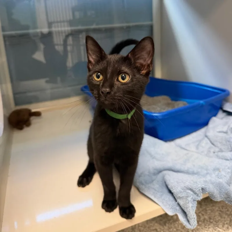 A baby small-sized male Black Domestic Short Hair cat named Snowball for adoption in East Hanover, NJ