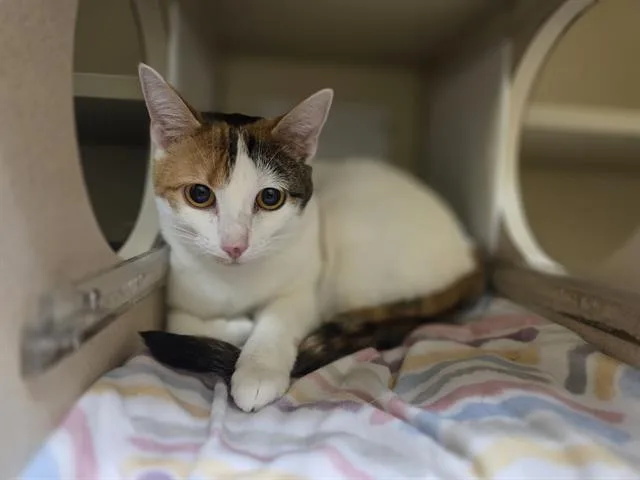 A young small-sized female Domestic Short Hair cat named Cleo for adoption in Denver, CO