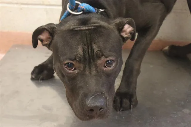 A young medium-sized female Mixed Breed dog named Lucky for adoption in Columbia, SC