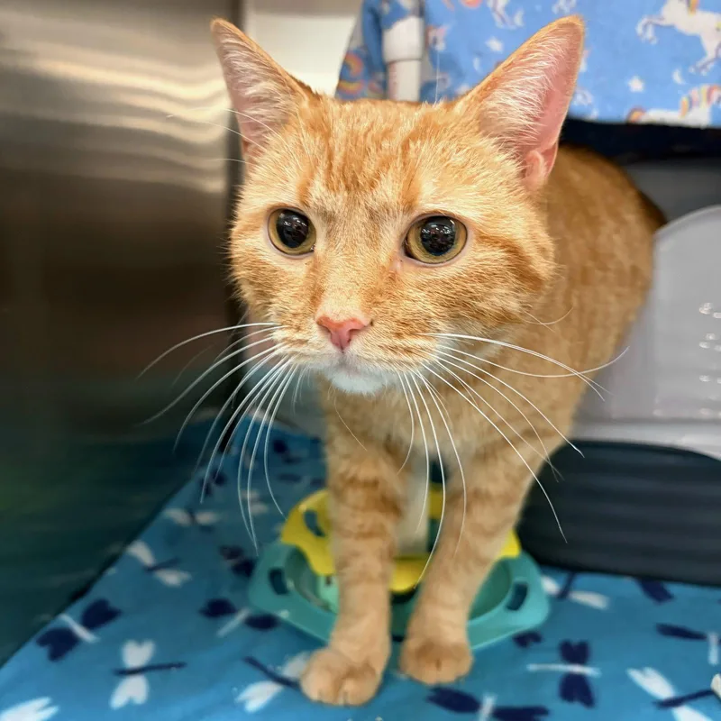 An adult medium-sized male Orange / Red Domestic Short Hair cat named Calvin for adoption in Akron, OH
