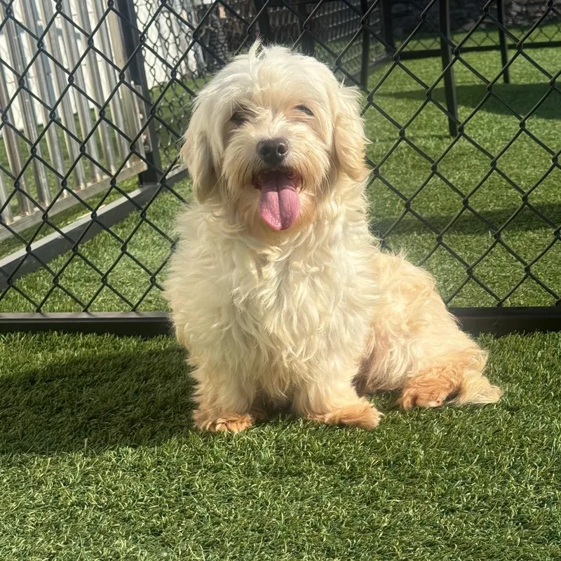 An adult small-sized female Coton de Tulear dog named Dolly for adoption in Zionsville, IN