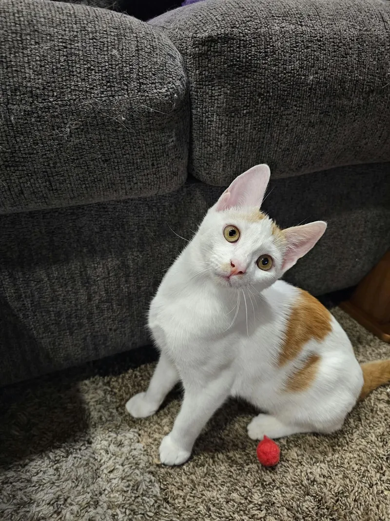 A baby small-sized male Orange & White Domestic Short Hair cat named Colby for adoption in Elk Grove, CA