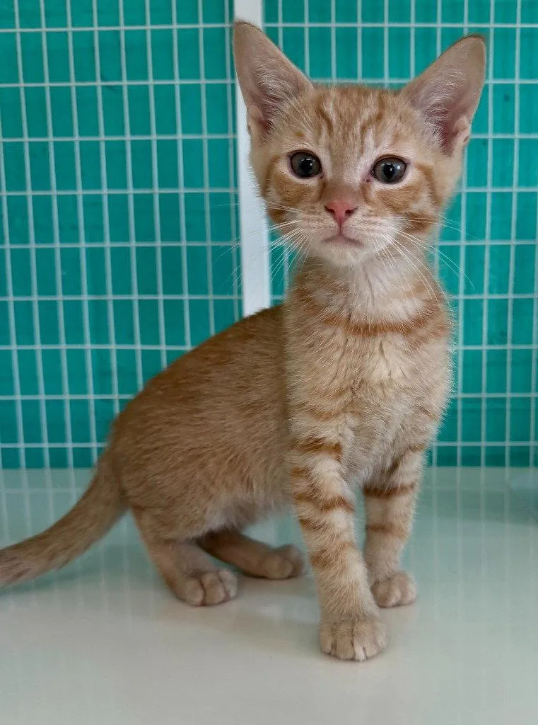 A baby medium-sized male Orange / Red Domestic Short Hair cat named Sheldon for adoption in St. Helens, OR