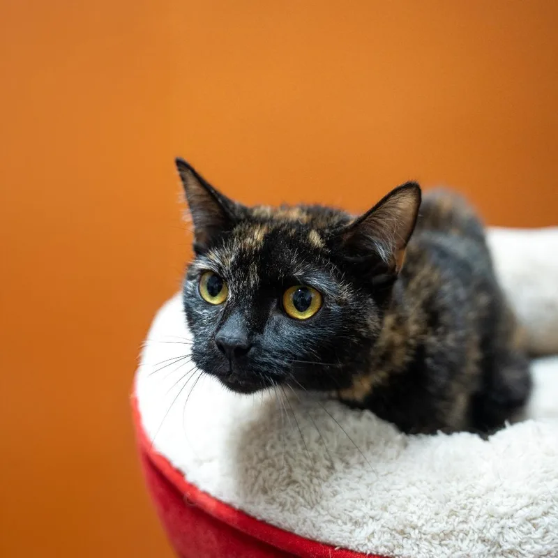 An adult medium-sized female Tortoiseshell Domestic Short Hair cat named Sedna for adoption in Gainesville, GA