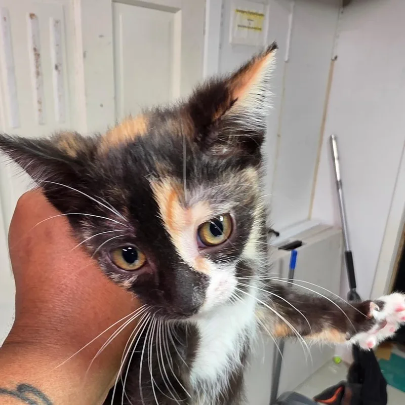 A baby small-sized female Calico Domestic Short Hair cat named Vanny for adoption in Leander, TX