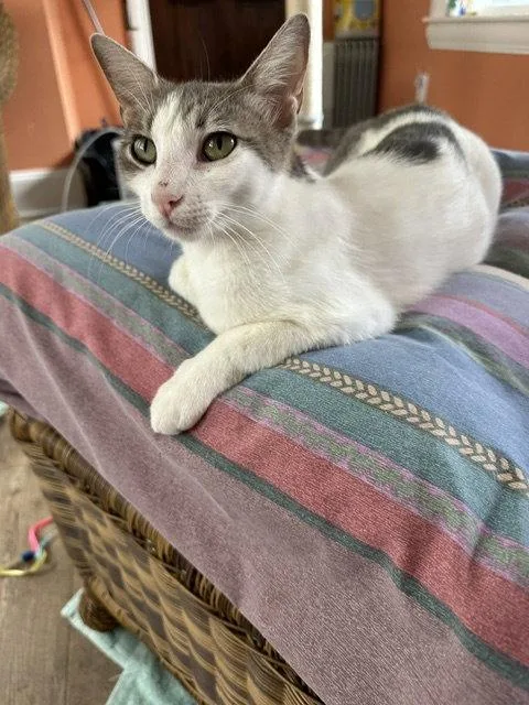 A young small-sized female Domestic Short Hair cat named Nina C Ingram for adoption in Saunderstown, RI