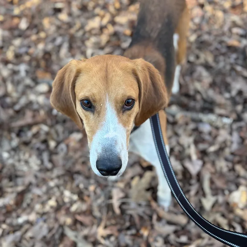 A senior medium-sized male Brown / Chocolate American Foxhound dog named Ferrero for adoption in Troy, VA
