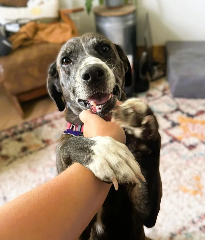An adult medium-sized female Merle (Blue) Plott Hound dog named Bluebonnett for adoption in Austin, TX