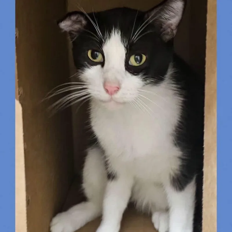 A senior medium-sized male Black Domestic Short Hair cat named Purreus for adoption in Wheeling, IL