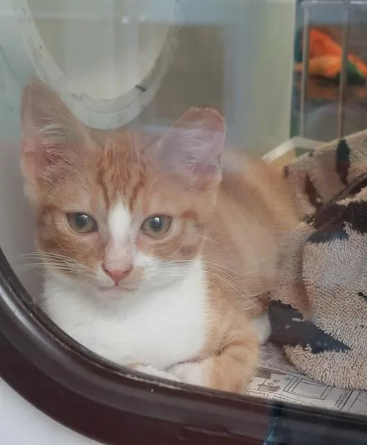 A baby small-sized male Domestic Short Hair cat named Orville Redenbachers for adoption in San Jose, CA