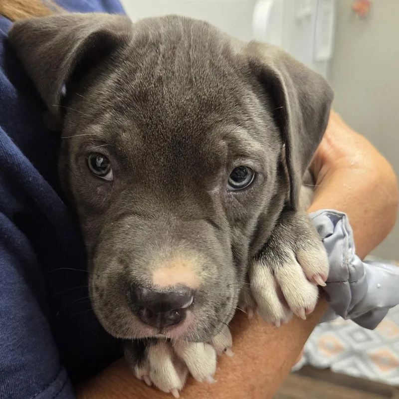 A baby small-sized male Terrier dog named Crown Vanilla for adoption in St. Louis, MO