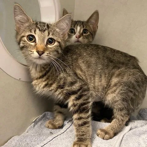 A baby small-sized female Brown / Chocolate Domestic Short Hair cat named Coconut for adoption in Dayton, OH