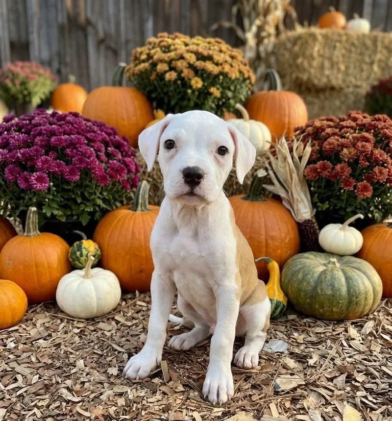 A baby medium-sized female Boxer dog named Daisy for adoption in Pleasant Valley, NY