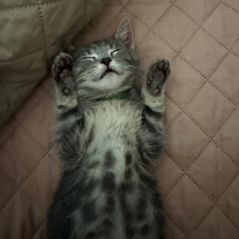A baby small-sized male Gray / Blue / Silver Domestic Short Hair cat named Mr. Green for adoption in Evanston, IL