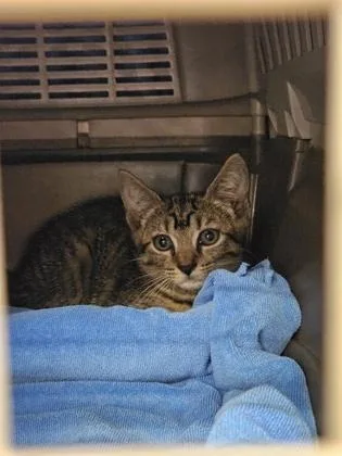 A baby small-sized male Domestic Short Hair cat named Jamal for adoption in Chamblee, GA