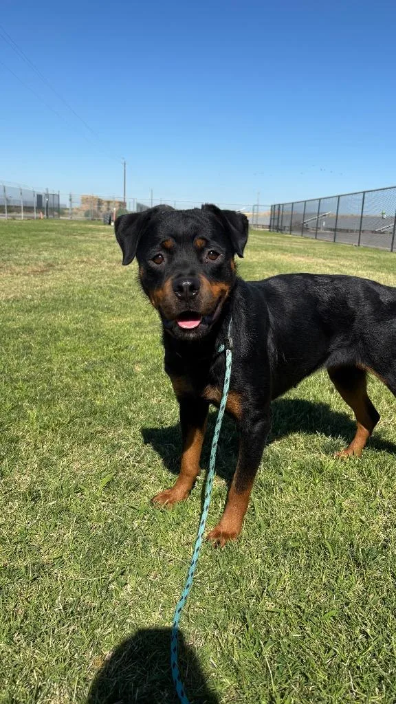 A young large-sized female Rottweiler dog named Daisy for adoption in McFarland, CA