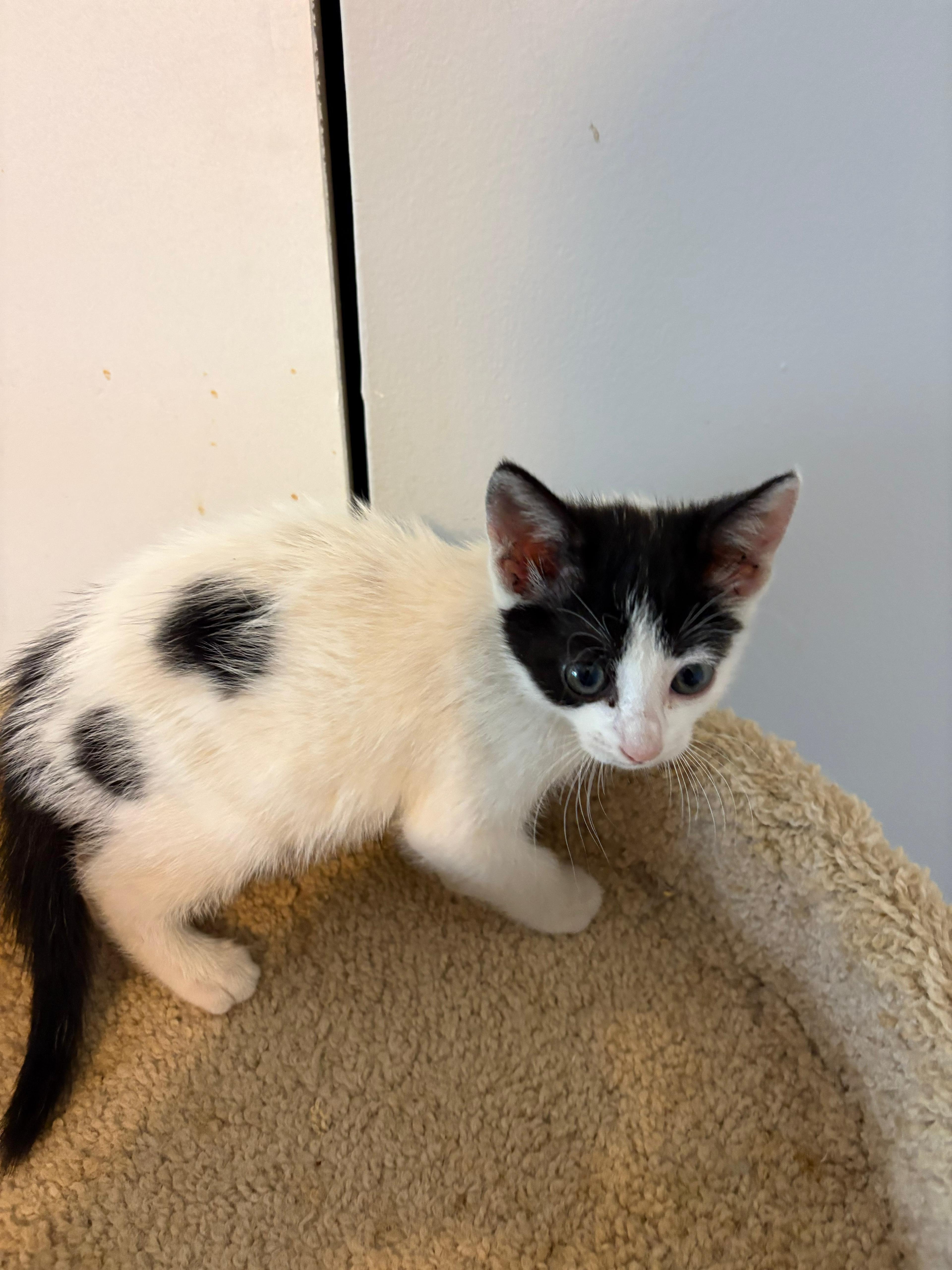 A baby medium-sized female Black & White / Tuxedo Domestic Short Hair cat named Fiona for adoption in Lauderhill, FL