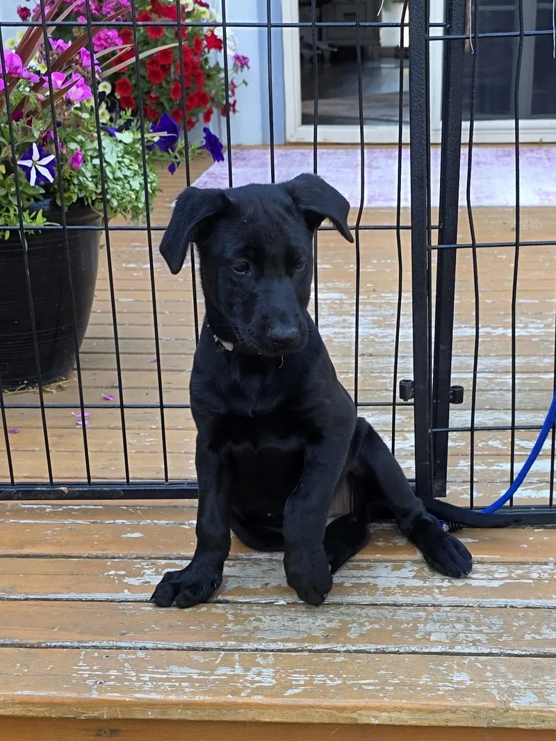 A baby medium-sized female German Shepherd Dog dog named Gracie for adoption in Bow, WA
