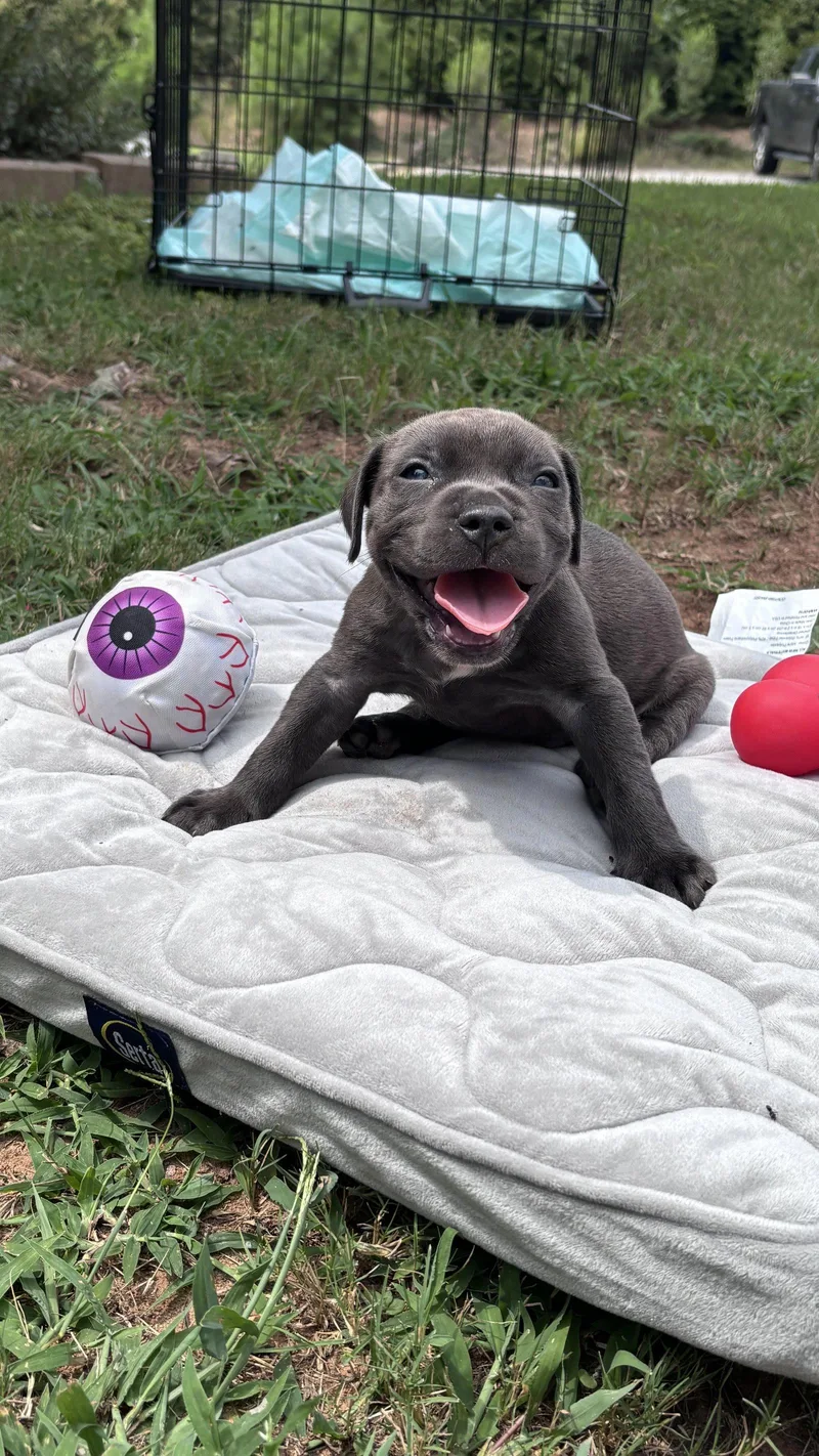 A baby medium-sized male American Staffordshire Terrier dog named Pebbles Cora's Litter for adoption in Holly Springs, NC