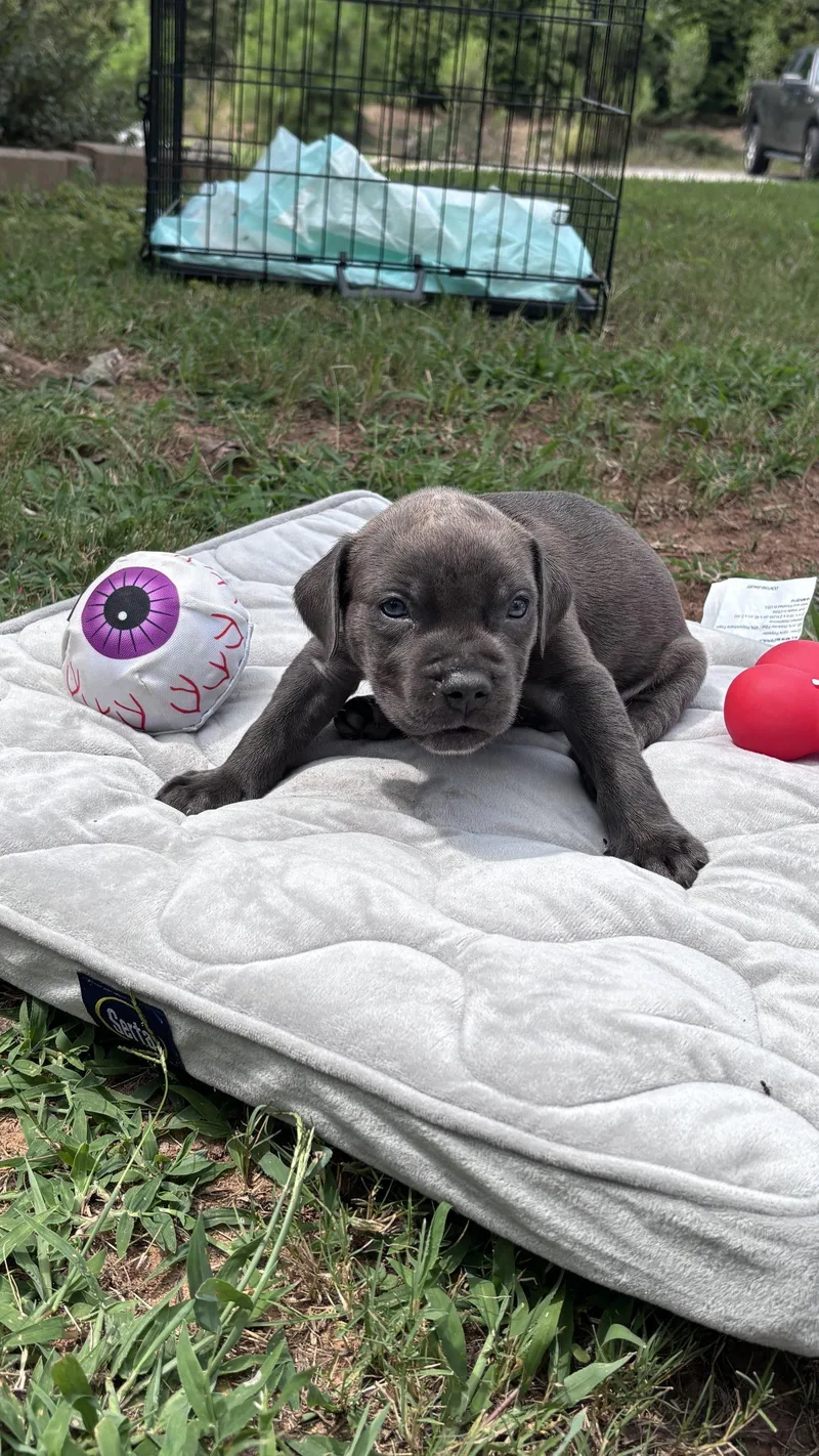 Pebbles  Cora's Litter thumbnail 2