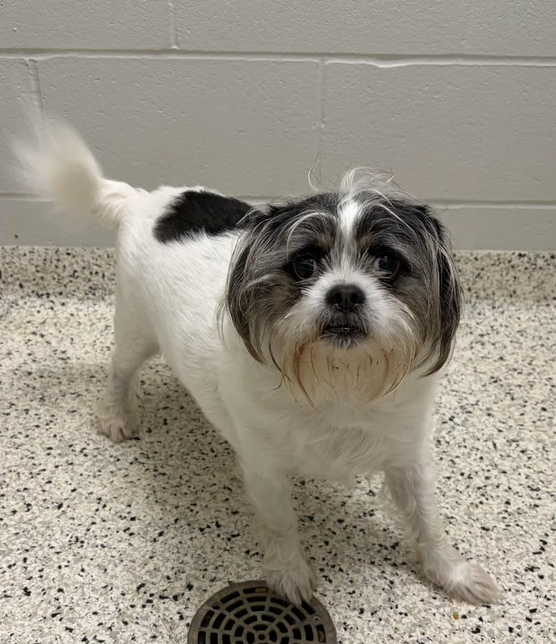 An adult small-sized male Terrier dog named Found for adoption in Liberty, MO