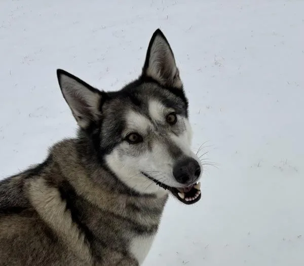Husky