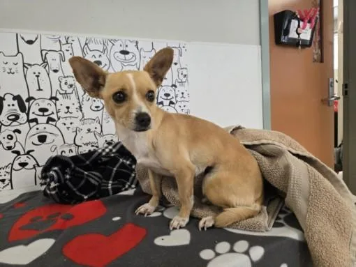 A young small-sized female Chihuahua dog named Angie for adoption in San Pedro, CA