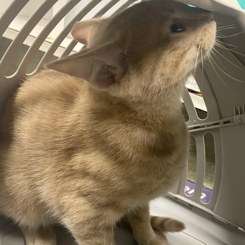 A young medium-sized male Orange / Red Domestic Short Hair cat named Tater Tot for adoption in Harrisonburg, VA