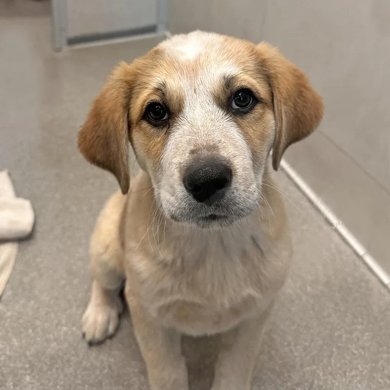 A baby small-sized male White / Cream Mixed Breed dog named Fire for adoption in Hailey, ID