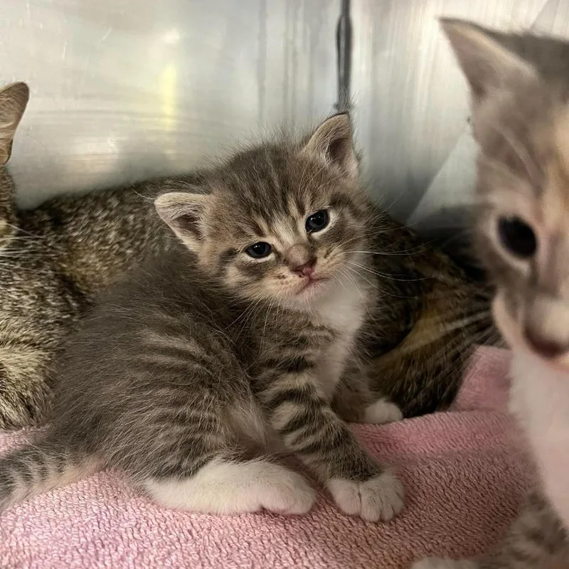 A baby small-sized male Gray / Blue / Silver Domestic Short Hair cat named Sycamore for adoption in Edwardsville, IL