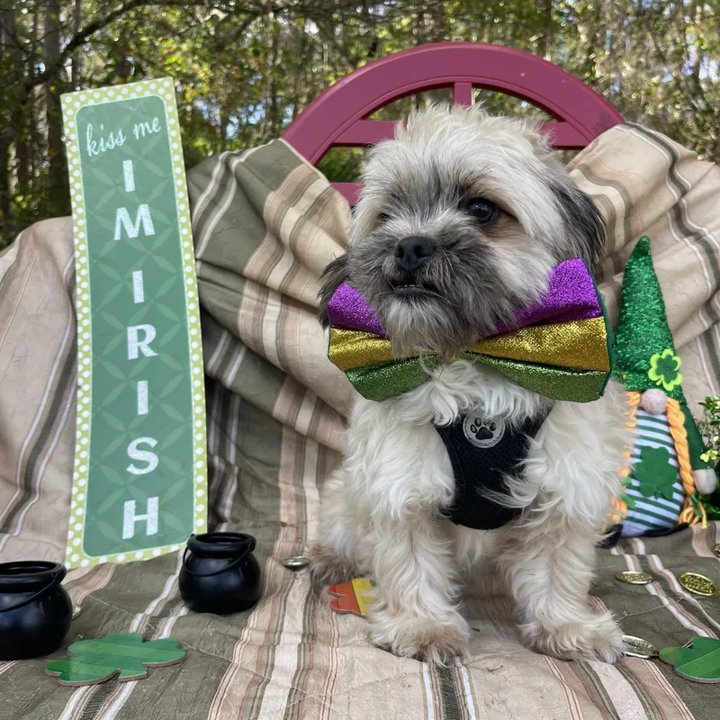 Fluffy & Puffy thumbnail 2