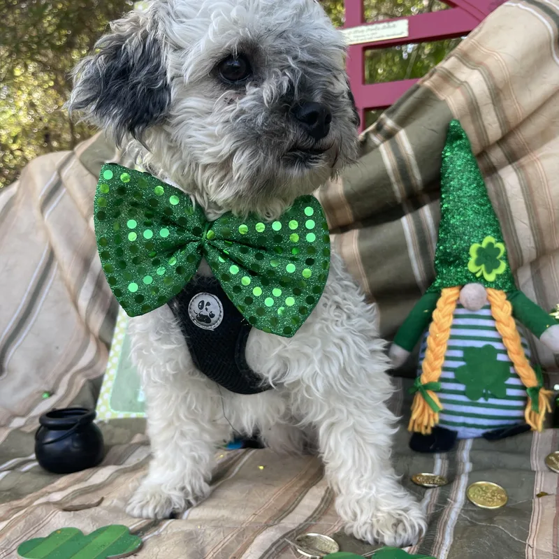 Fluffy & Puffy thumbnail 3