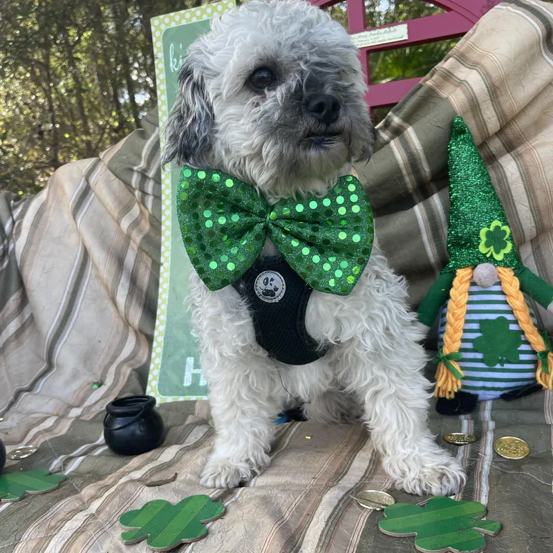 Fluffy & Puffy thumbnail 4