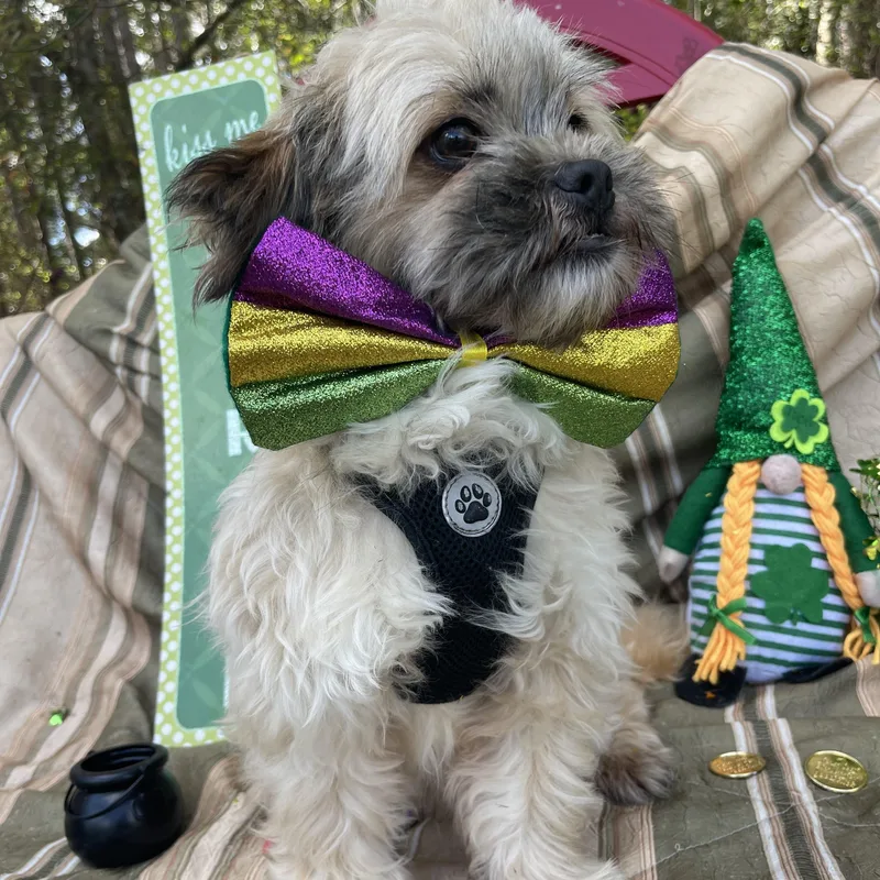 Fluffy & Puffy thumbnail 5