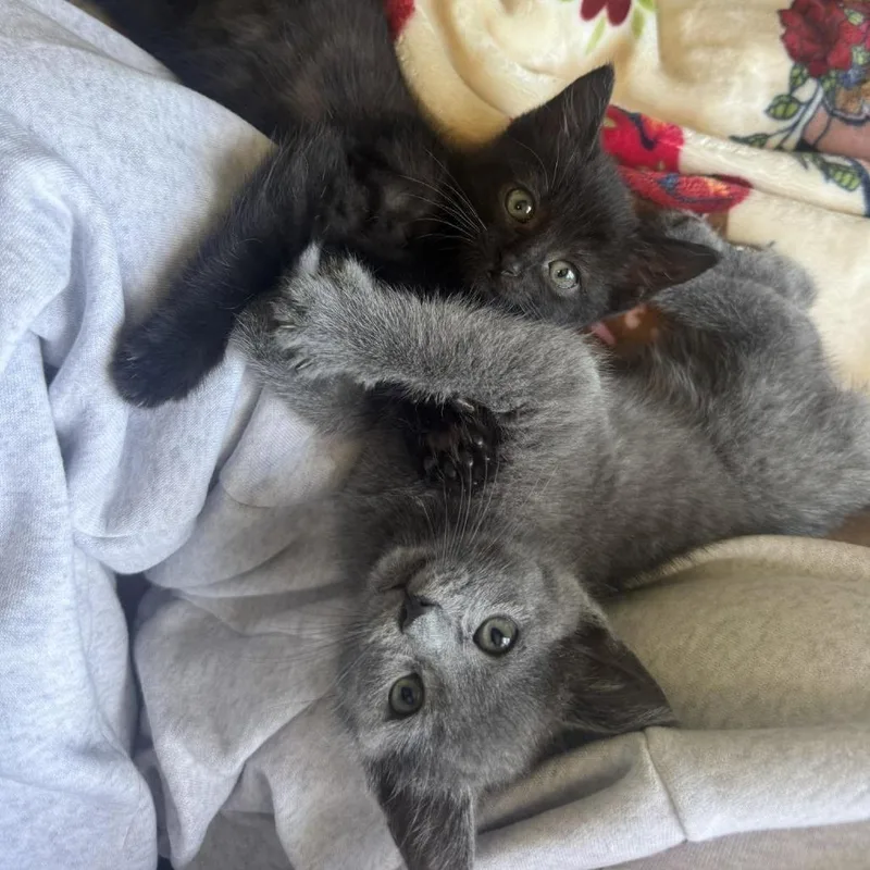 A baby small-sized female Black Domestic Short Hair cat named Rhumba for adoption in Fredericksburg, VA