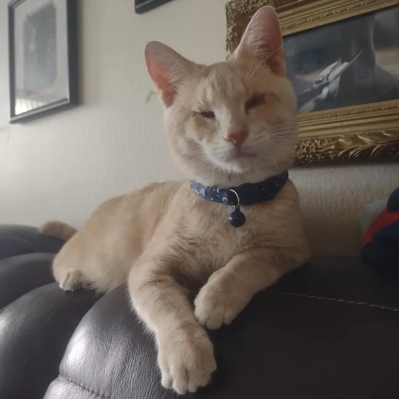 A young medium-sized male Buff / Tan / Fawn Domestic Short Hair cat named Neo for adoption in Hamburg, NY
