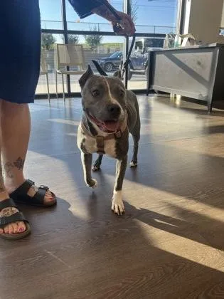 An adult medium-sized female Mixed Breed dog named Celery Stick for adoption in Atlanta, GA