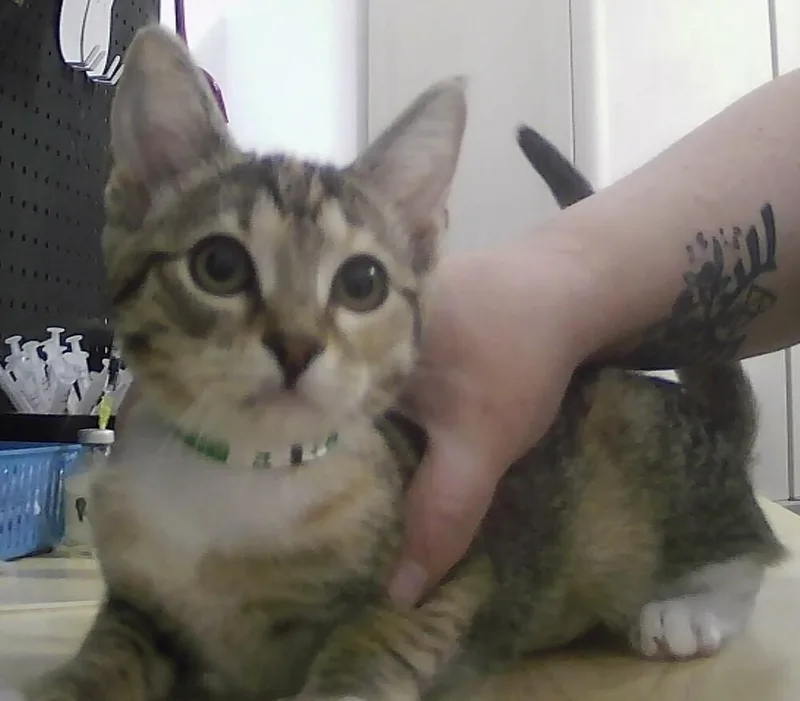 A baby small-sized female Tabby (Brown / Chocolate) Domestic Short Hair cat named Cocoa for adoption in Anoka, MN