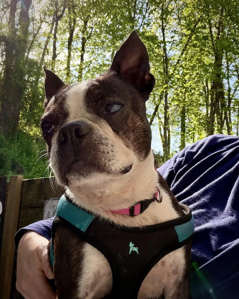 An adult small-sized female Boston Terrier dog named Sadie for adoption in Monticello, NY