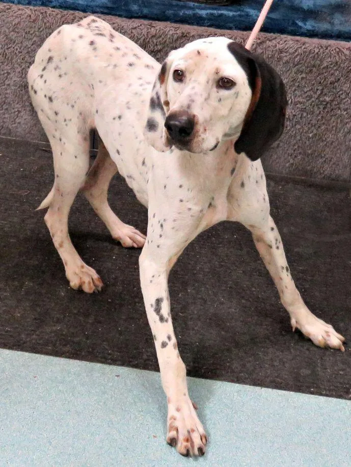 An adult medium-sized female Harlequin Bluetick Coonhound dog named Beverly for adoption in Lexington, VA