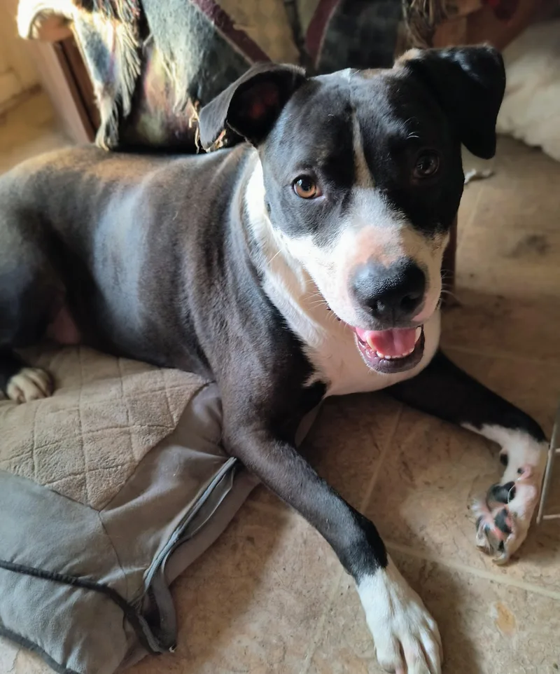 An adult medium-sized male English Pointer dog named Preston for adoption in Chesapeake, VA