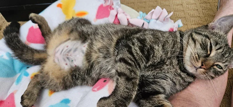 A young medium-sized female Domestic Short Hair cat named Bridgette for adoption in Lancaster, PA