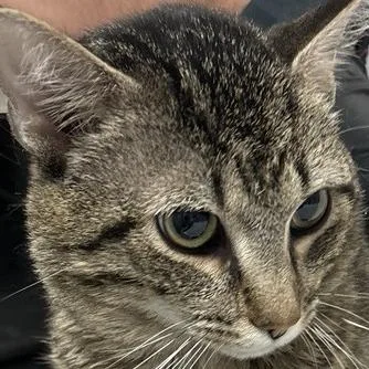 A young medium-sized male Brown / Chocolate Domestic Short Hair cat named Eddie for adoption in New York, NY