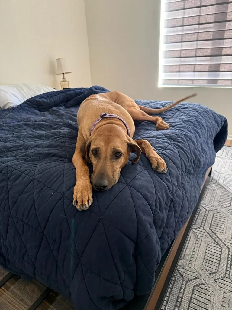 An adult large-sized female Rhodesian Ridgeback dog named Mallory for adoption in Oroville , CA