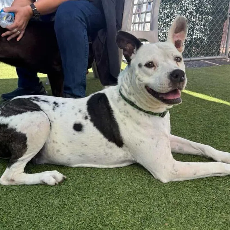 A senior large-sized male White / Cream Mixed Breed dog named Topper for adoption in San Diego, CA