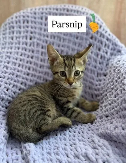 A baby small-sized female Domestic Short Hair cat named Parsnip for adoption in Chamblee, GA