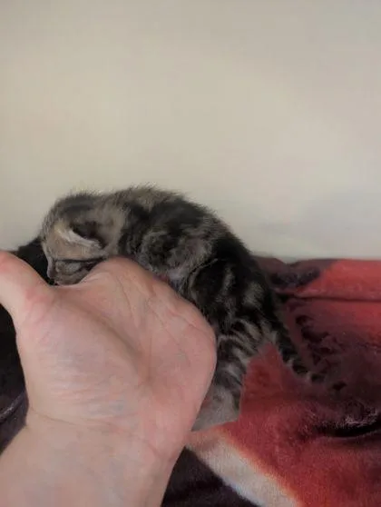 Parsnip thumbnail 2