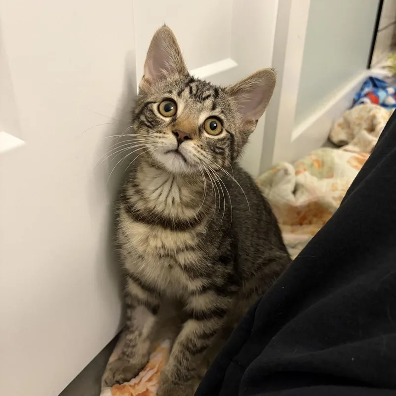 A baby small-sized female Brown / Chocolate Domestic Short Hair cat named Blossom for adoption in Louisville, KY